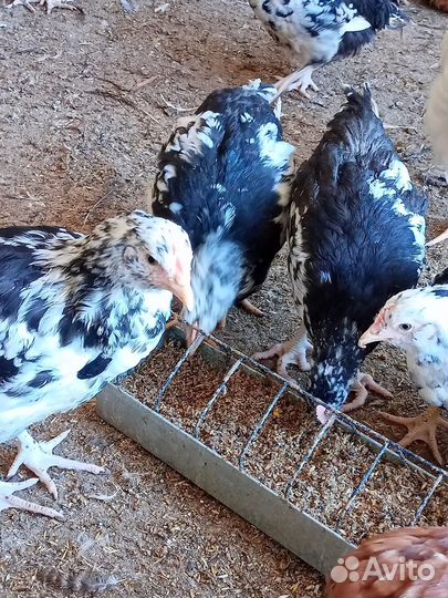 Куры Австролорп