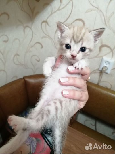 Донской сфинкс котята браш