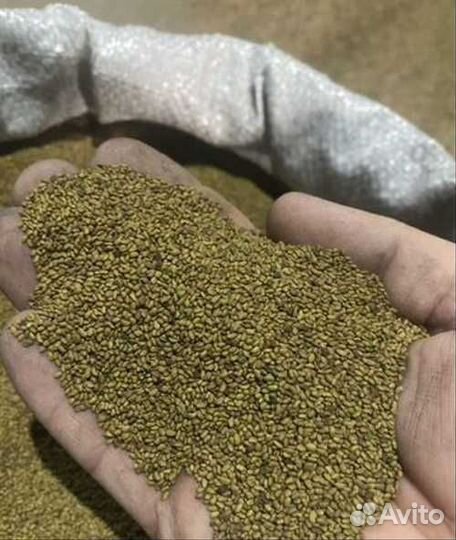 Семена люцерны