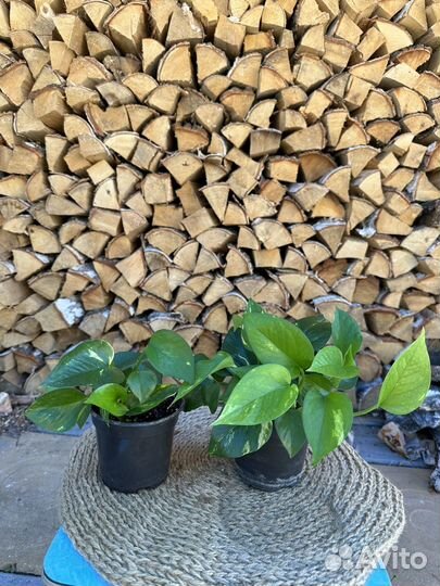 Сциндапсус/эпипремнум золотистый