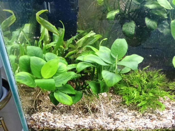 Растение Анубиас