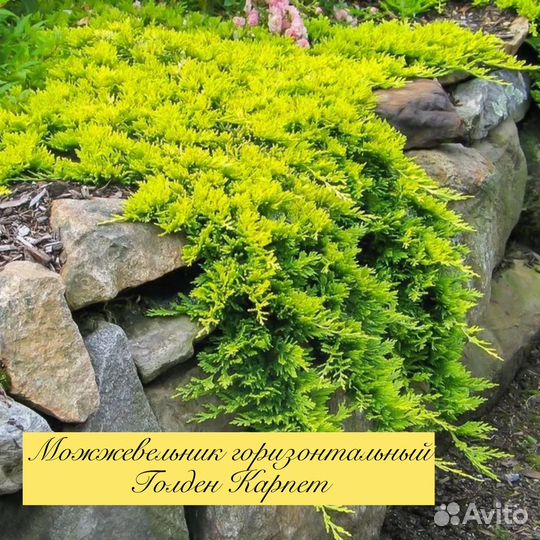 Можжевельник