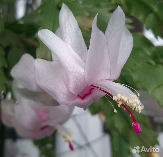 Декабрист шлюмбергера