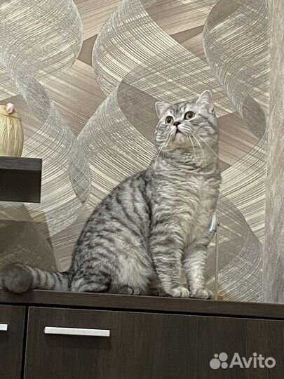 Шотландский кот