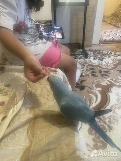 Продаю попугай ожереловые выкармаши