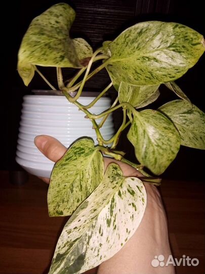 Эпипремнум