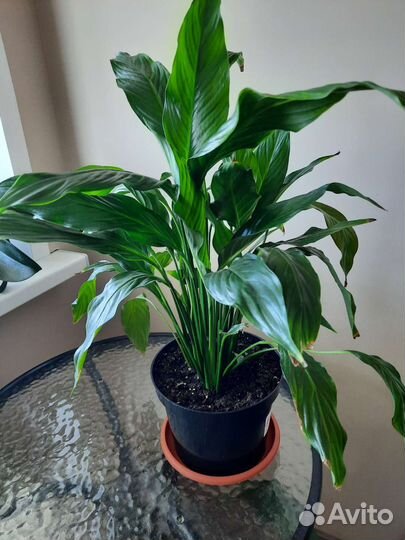 Спатифиллум