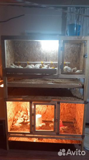 Брудер для цыплят