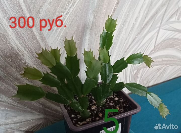 Декабрист или Шлюмбергера (Не Рипсалидопсис )