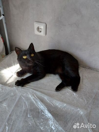 Котик Маркиз молоденький обаяшка - очаровашка)