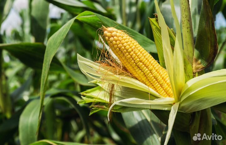 Гибриды кукурузы Пионер П7515