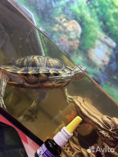 Черепаха с аквариумом
