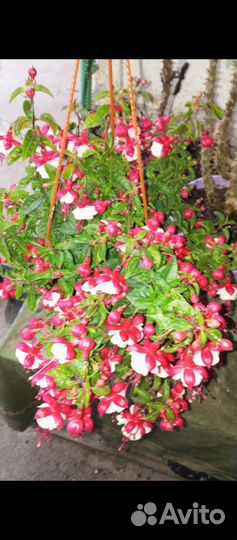 Фуксия ампельная