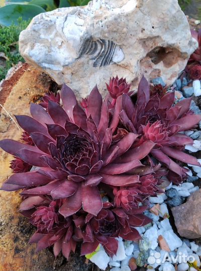 Молодило гибридное Bronco