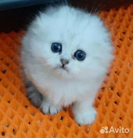 Вислоухие серебристые шиншиллы