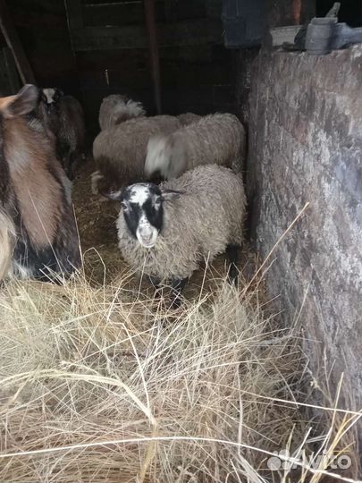 Романовские овцы племенные