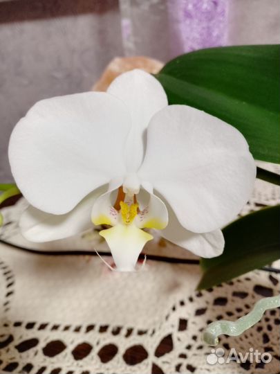 Орхидея фаленопсис
