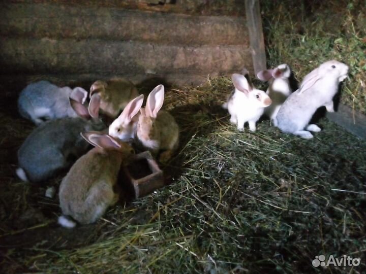 Продаются крольчата (2-4мес)