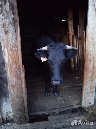 Коровы дойные молочные