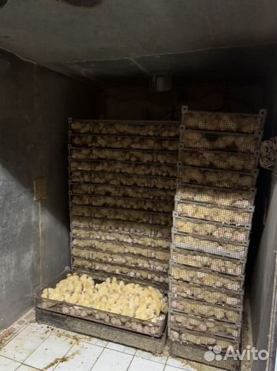 Цыплята Бройлеры кобб 700 Акриес Опт/Розн. Купить