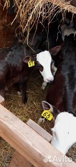 Телята. Доставка бесплатно