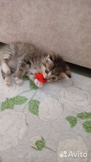 Котенок