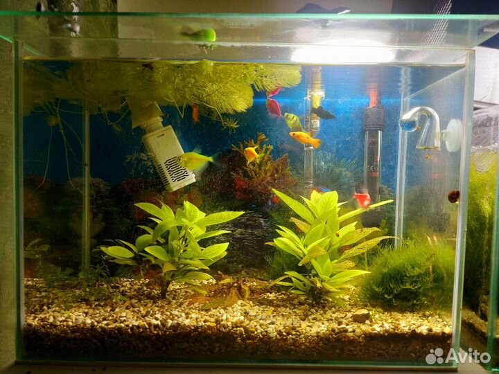 Аквариум