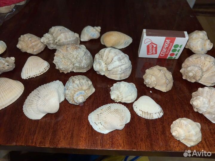 Морские ракушки раковины