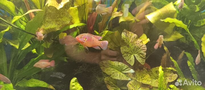 Продам Хромисов красавцев