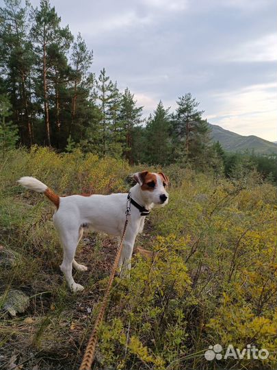 Парсон рассел терьер ищет невесту