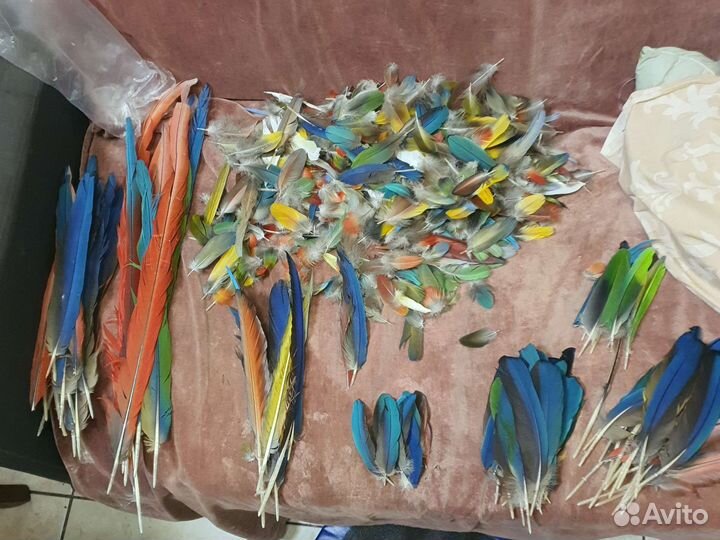 Перья птиц для творчества