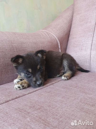 Малыш из приюта