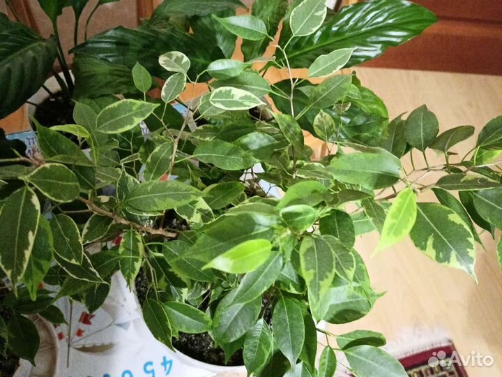 Фикус бенджамина пестролистный