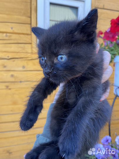 Котята в добрые руки мальчики