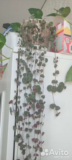 Церопегия вуда