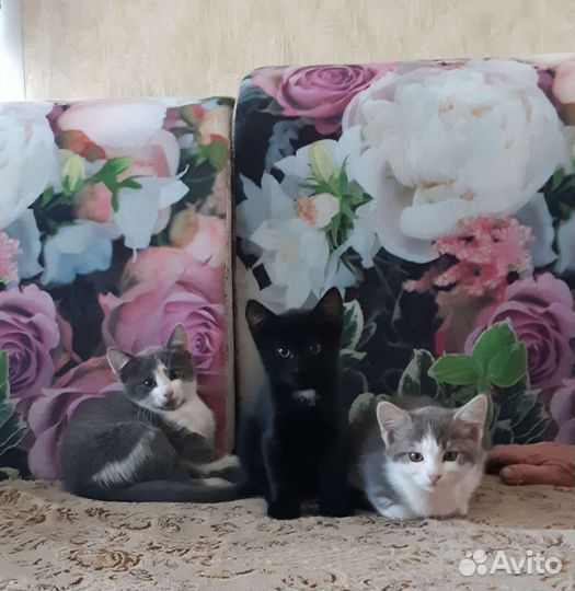 Кошка в дар бесплатно