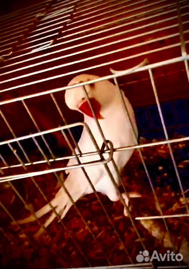 Кольчатые попугаи