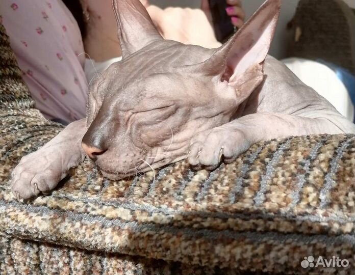 Сфинкс вязка