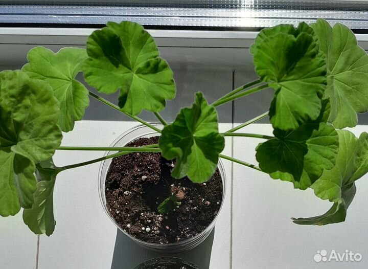 Герань, диффенбахия