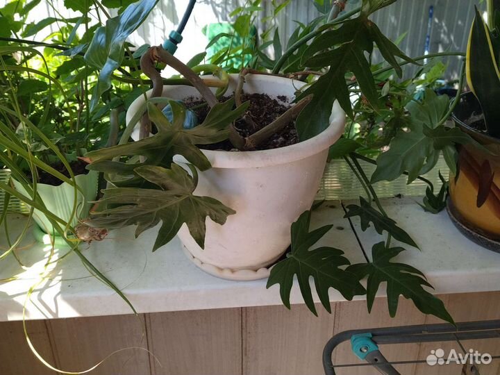 Филодендрон дольчатый