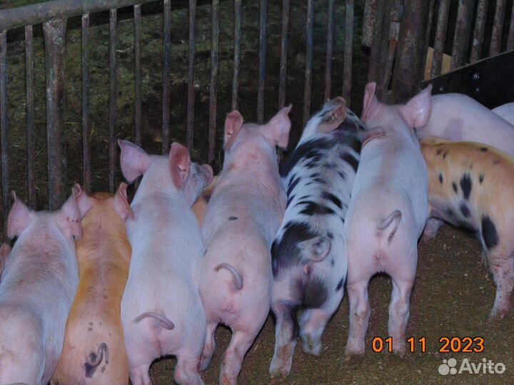 Поросята частные с доставкой