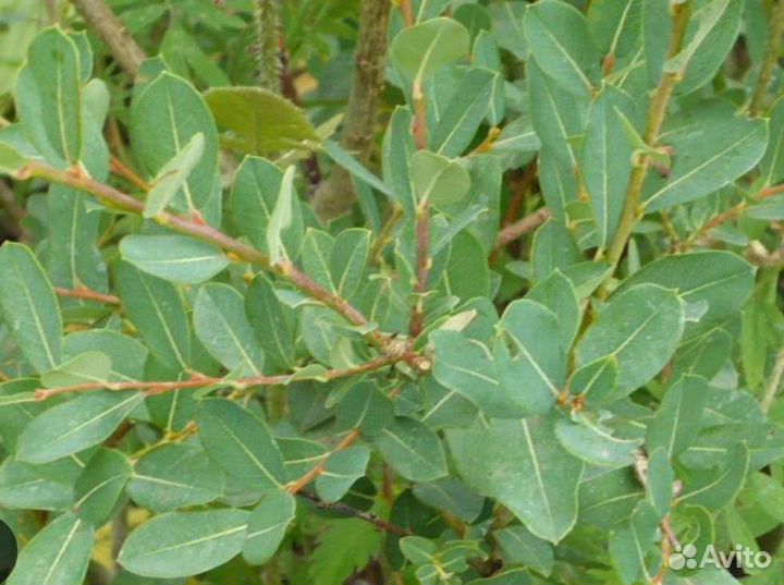 Ива черничная