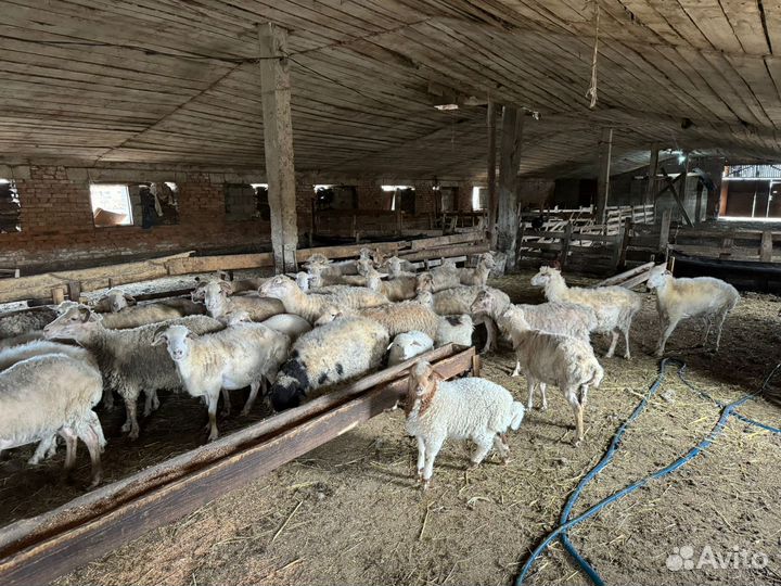 Овцы ягнята баранчик