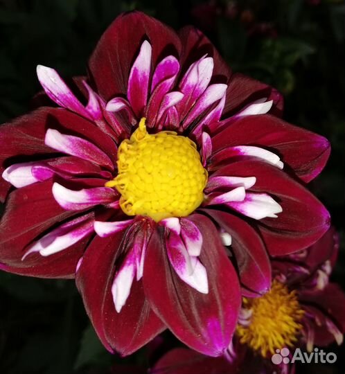 Георгины шары, анемоны