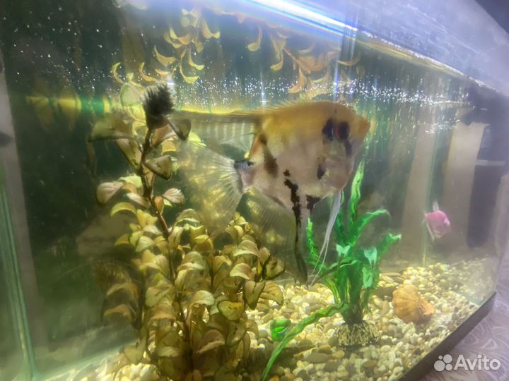 Аквариум с рыбками