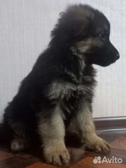 Щенки немецкой овчарки