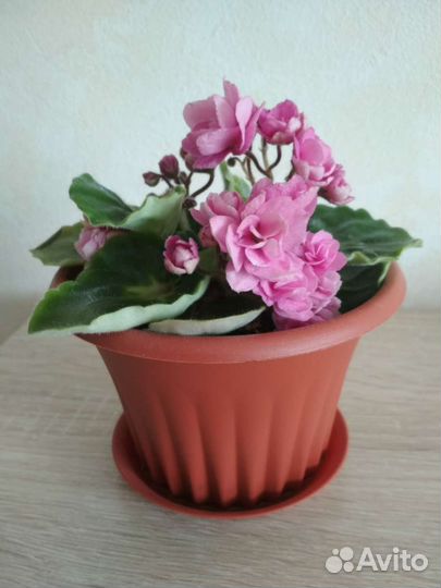 Фиалка в горшке