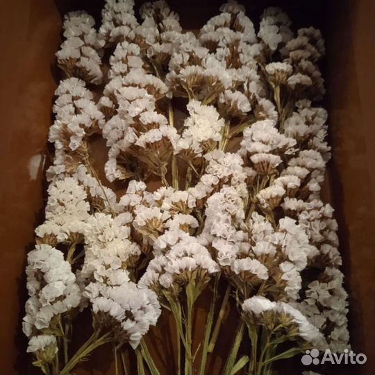 Сухоцвет Старица