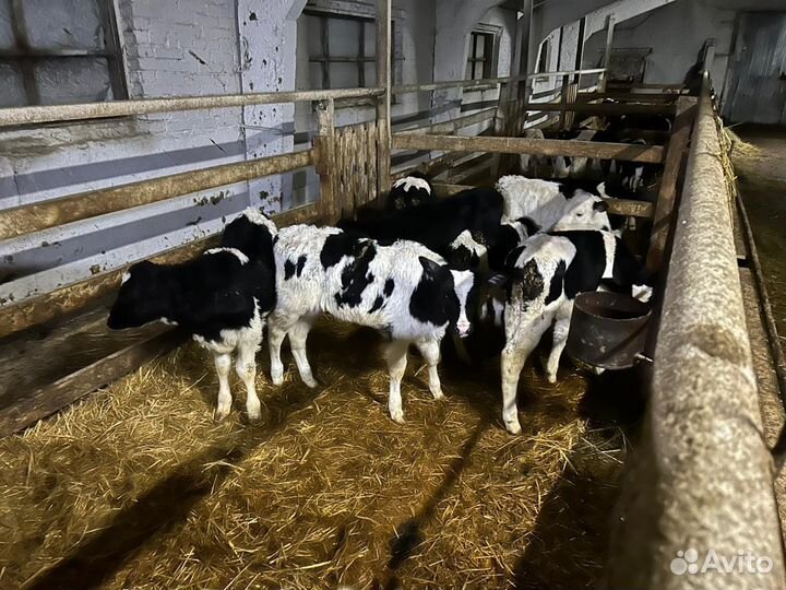 Бычки подрошенные