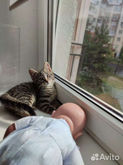 Котенок Басик в добрые руки